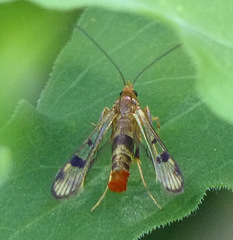 Synanthedon acerni