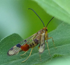 Synanthedon acerni