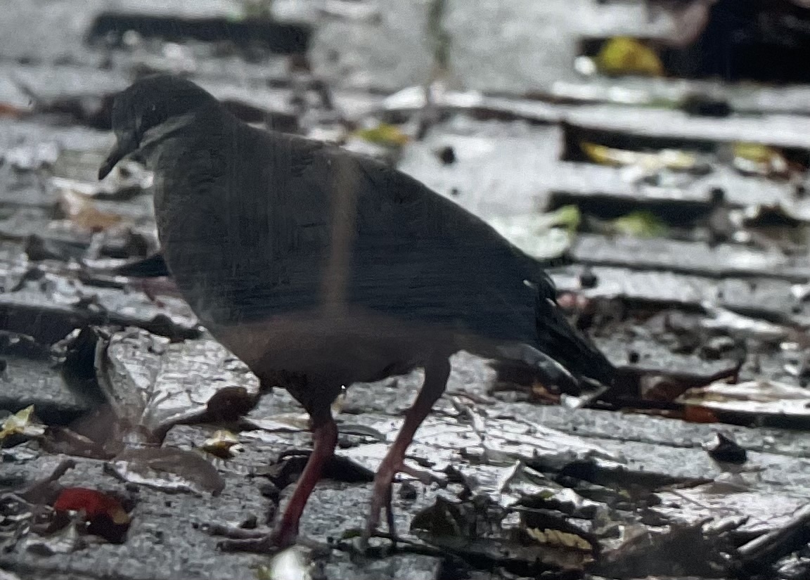 Purplish-backed Quail-Dove (Zentrygon lawrencii), photo 3