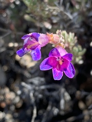 Penstemon californicus