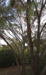 Acacia melvillei