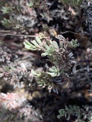 Penstemon californicus