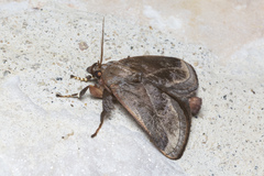 Phocoderma velutina