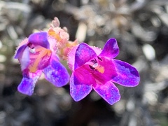Penstemon californicus