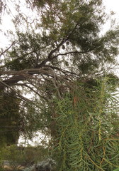 Acacia melvillei
