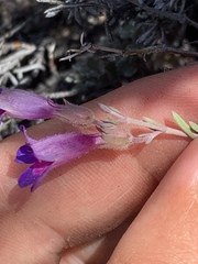 Penstemon californicus