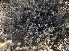 Penstemon californicus