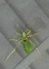 Paracyrtophyllus robustus