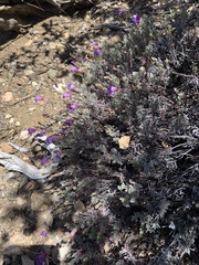 Penstemon californicus