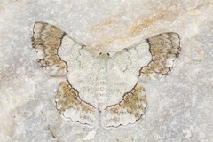 Pingasa lariaria