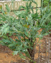 Acacia glaucoptera