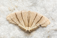 Orudiza protheclaria