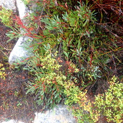 Protea venusta