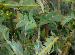 Acacia glaucoptera