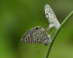 Leptotes cassius cassidula