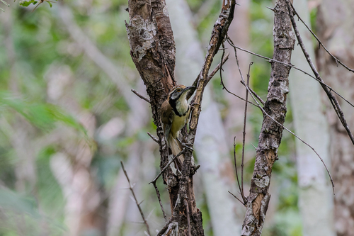 Greater Necklaced Laughingthrush (Pterorhinus pectoralis), photo 9