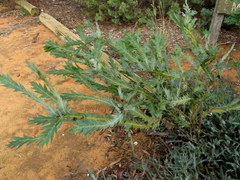 Acacia glaucoptera