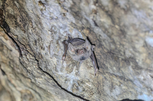 Black-bearded Tomb Bat
