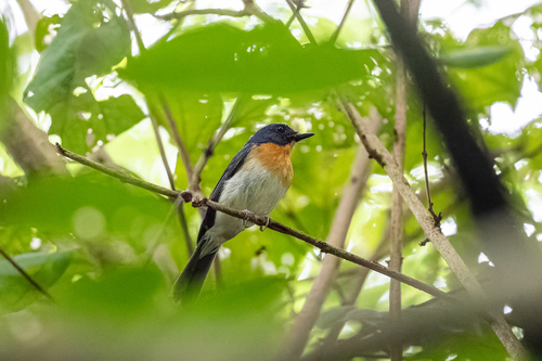 Indochinese Blue Flycatcher (Cyornis sumatrensis), photo 5