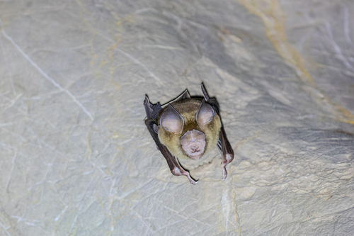 Shield-faced Leaf-nosed Bat
