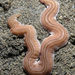Ribbon Worms - Photo (c) Nick Hobgood, some rights reserved (CC BY)
