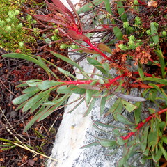 Protea venusta