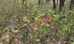 Lonicera gracilipes