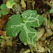 Phytomyza ranunculoides - Photo 由 Evan M. Raskin 所上傳的 (c) Evan M. Raskin，保留部份權利CC BY