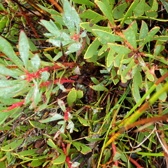 Protea venusta