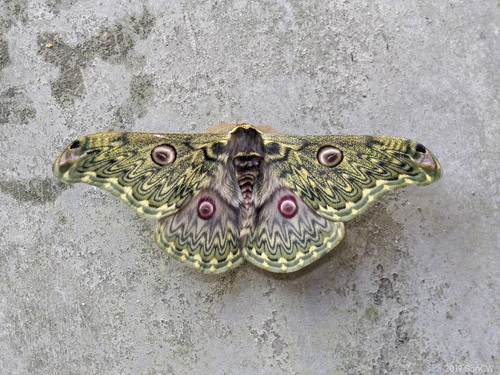 Saturnia anna Moore, 1865