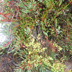 Protea venusta