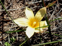 Romulea austinii