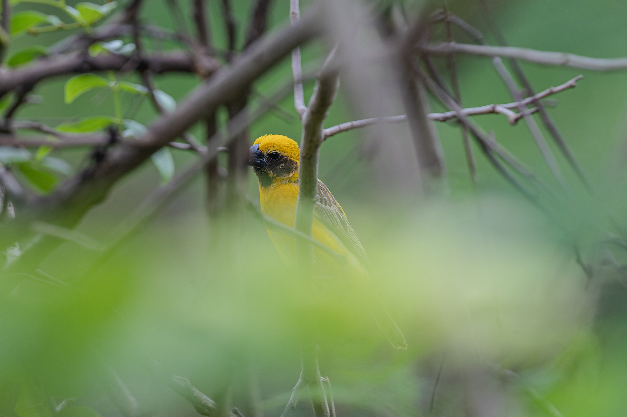 Asian Golden Weaver