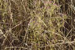 Zeltnera muehlenbergii