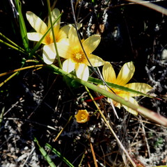 Romulea austinii