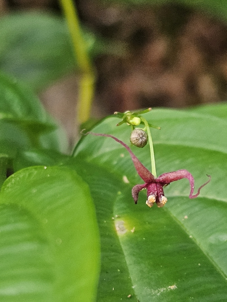 Stichoneuron caudatum