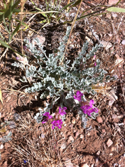 Astragalus utahensis