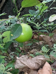 Citrus × latifolia