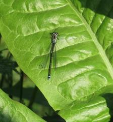 Coenagrion puella
