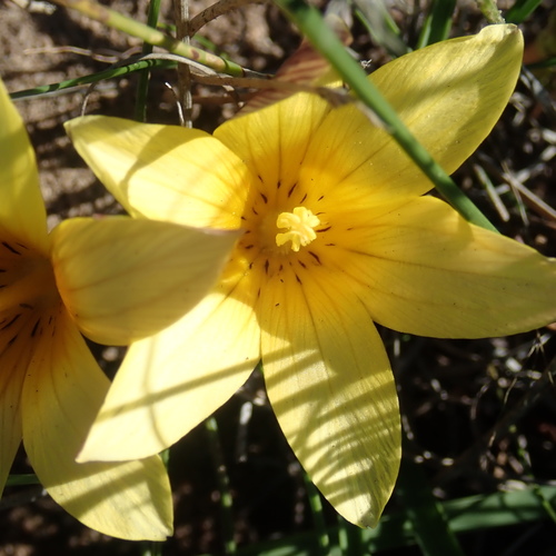 Romulea austinii