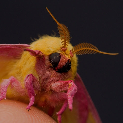 Rosy Maple Moth, photo 3 of 7