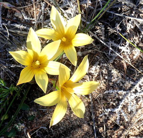 Romulea austinii