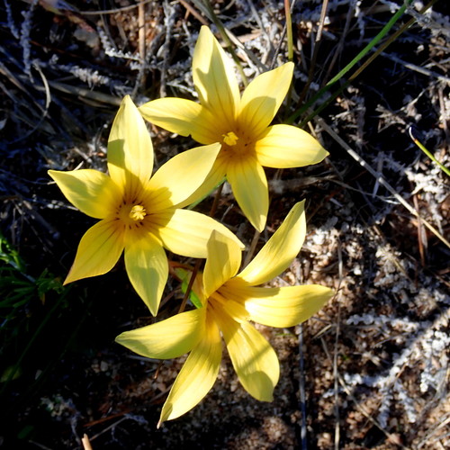Romulea austinii