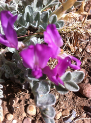 Astragalus utahensis