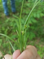 Carex cumberlandensis