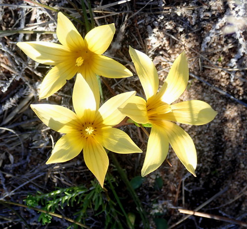 Romulea austinii