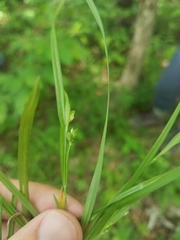 Carex cumberlandensis