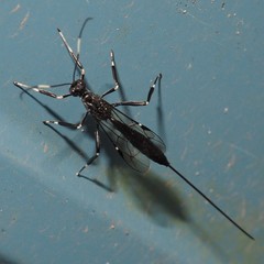 Xorides stigmapterus