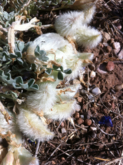 Astragalus utahensis