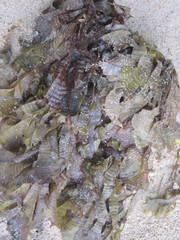 Padina antillarum